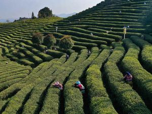 Potret Kebun Teh Ini Bikin Hati Adem