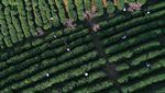 Potret Kebun Teh Ini Bikin Hati Adem