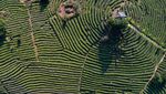 Potret Kebun Teh Ini Bikin Hati Adem