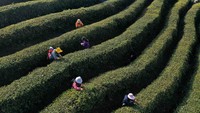 Geliat aktivitas para petani teh di Longquan, Provinsi Guizhou, China, dimulai sejak pagi demi mendapat pucuk yang berkualitas.