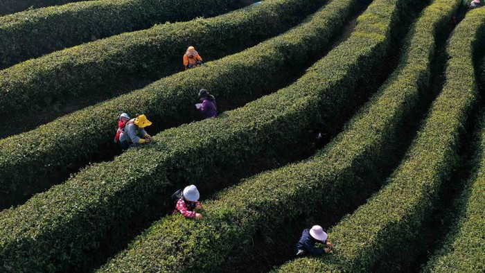 QIANDONGNAN, CHINA - MARCH 30, 2023 - Aerial photo shows tea farmers picking tea at the Mazhai tea plantation in Longquan town of Danzhai county, Qiandongnan Miao and Dong autonomous prefecture, Southwest China's Guizhou province, March 30, 2023. (Photo credit should read CFOTO/Future Publishing via Getty Images)