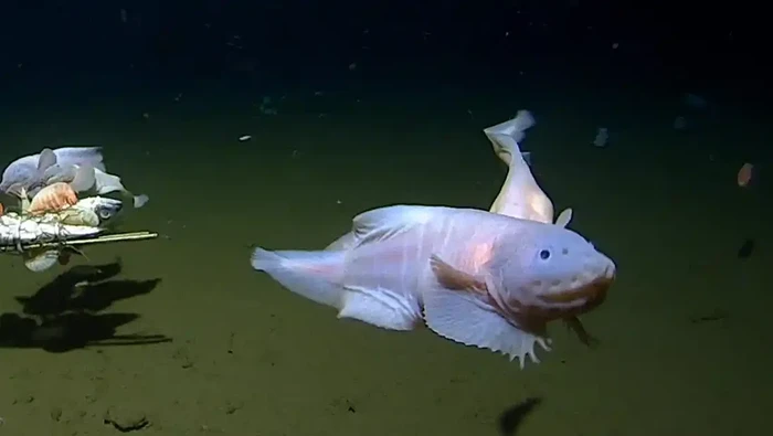 Ikan siput di laut terdalam