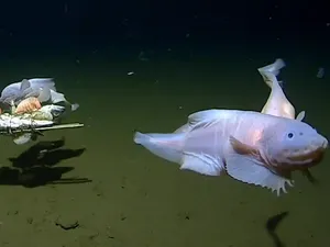 Rekor Istimewa Ikan Siput yang Hidup di Kedalaman 8 Km