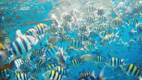 Ilustrasi Hewan Akuatik