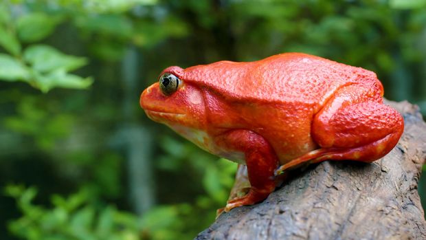 Katak tomat betina di Bangkok, Thailand (Getty Images)