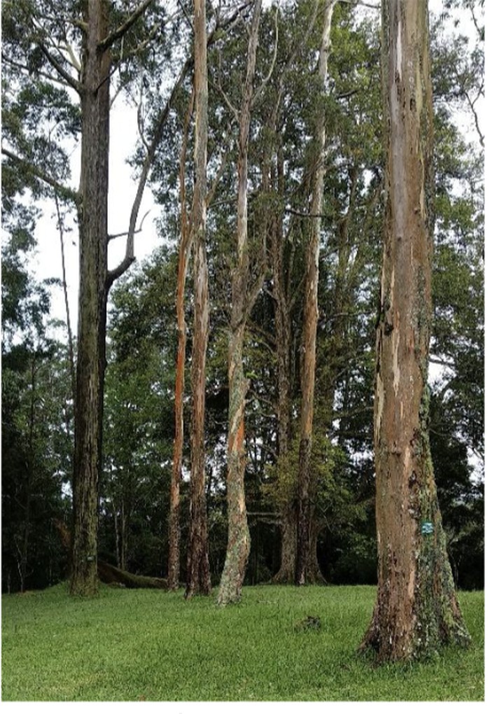 Kebun Raya Cibodas