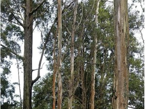 Potensi Kebun Raya Cibodas sebagai Healing Forest