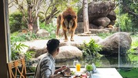 Di Bali juga ada restoran keren yang cocok bagi penggemar tantangan. Di Tsavo Lion Restaurant, pengunjung bisa makan malam ditemani dengan singa buas dibalik kaca. Foto: Pool Site