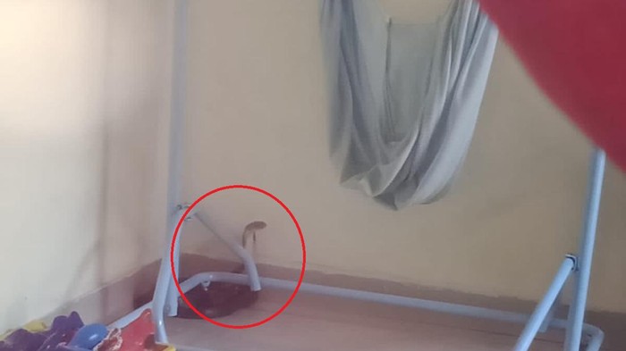Ular kobra saat berada di bawah ayunan balita di Mamuju, Sulawesi Barat (Sulbar).