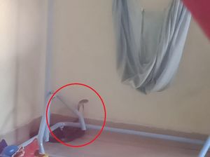 Penampakan Ular Kobra di Mamuju Nyaris Serang Balita Tidur di Ayunan