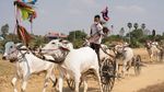 Melihat Balapan Kereta Sapi Tradisional di Kamboja