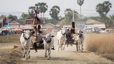 Melihat Balapan Kereta Sapi Tradisional di Kamboja