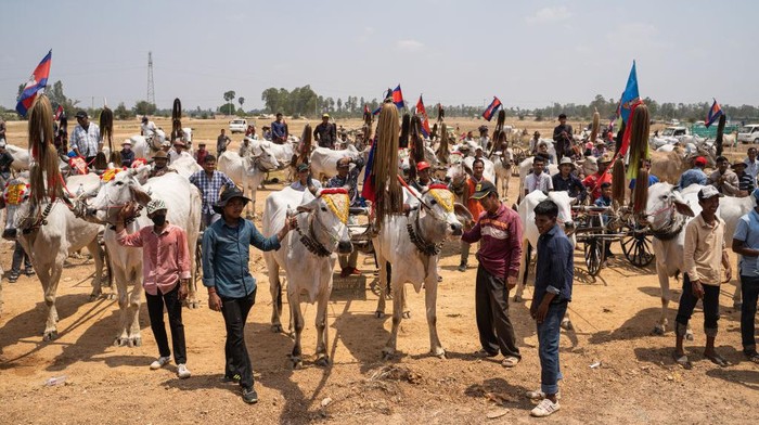 KAMPONG SPEU, CAMBODIA - APRIL 02: A participant races his oxen during an ox-cart race on April 02, 2023 in Kampong Speu province, Cambodia. The annual event marks the end of rice harvesting season and traditionally takes place before Khmer New Year.  (Photo by Cindy Liu/Getty Images)