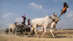 Melihat Balapan Kereta Sapi Tradisional di Kamboja
