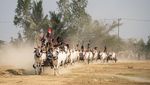 Melihat Balapan Kereta Sapi Tradisional di Kamboja