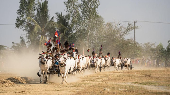 Melihat Balapan Kereta Sapi Tradisional di Kamboja KAMPONG SPEU, CAMBODIA - APRIL 02: A participant races his oxen during an ox-cart race on April 02, 2023 in Kampong Speu province, Cambodia. The annual event marks the end of rice harvesting season and traditionally takes place before Khmer New Year. (Photo by Cindy Liu/Getty Images)