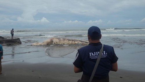 Paus diduga jenis Bryde terdampar di Pantai Batu Lumbang, Desa Antap, Kecamatan Selemadeg, Kabupaten Tabanan, Bali, Minggu (2/4/2023).