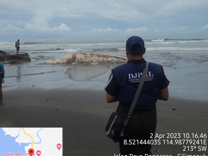 Paus diduga jenis Bryde terdampar di Pantai Batu Lumbang, Desa Antap, Kecamatan Selemadeg, Kabupaten Tabanan, Bali, Minggu (2/4/2023).