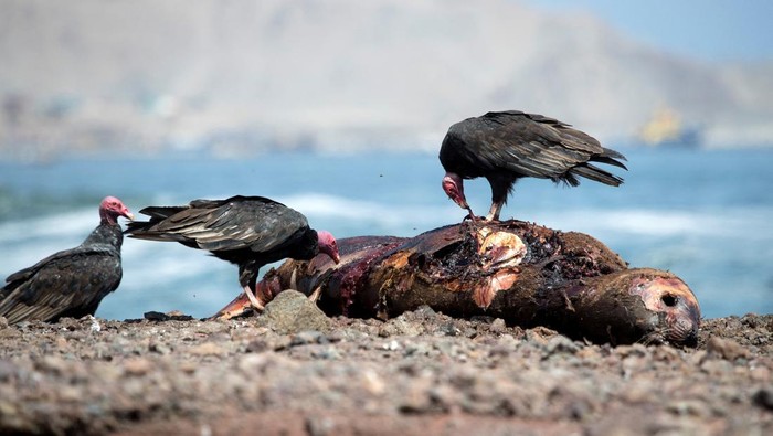 Sea lion carcasses are seen on a beach in Antofagasta city, Chile, March 30, 2023. REUTERS/Cristian Rudolffi NO RESALES. NO ARCHIVES