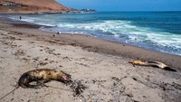 Bangkai singa laut terlihat di sebuah pantai di kota Antofagasta, Cile, Kamis (30/3/2023). Wabah flu burung yang merebak di Chile tak hanya menyerang ribuan pelikan, tetapi juga menewaskan kawanan singa laut.  