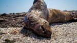 Penampakan Singa Laut Mati Terinfeksi Flu Burung di Pantai Chile