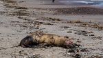 Penampakan Singa Laut Mati Terinfeksi Flu Burung di Pantai Chile