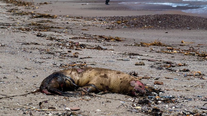 Sea lion carcasses are seen on a beach in Antofagasta city, Chile, March 30, 2023. REUTERS/Cristian Rudolffi NO RESALES. NO ARCHIVES