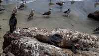 Otoritas kesehatan Chili mencatat virus itu dapat ditularkan dari burung atau mamalia laut ke manusia, tetapi tidak ada penularan dari manusia ke manusia yang diketahui.  