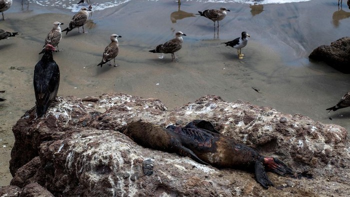 Sea lion carcasses are seen on a beach in Antofagasta city, Chile, March 30, 2023. REUTERS/Cristian Rudolffi NO RESALES. NO ARCHIVES