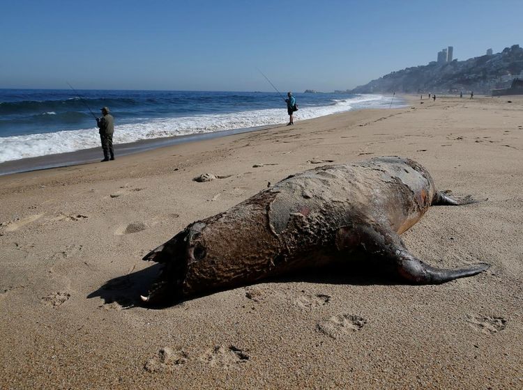 Penampakan Singa Laut Mati Terinfeksi Flu Burung di Pantai Chile