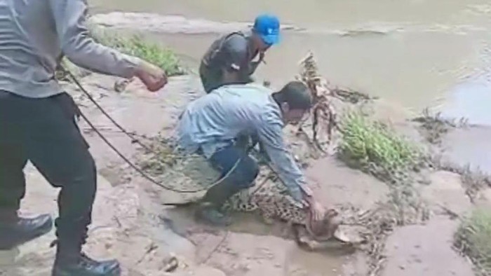 Petugas mengevakuasi seekor buaya di Sungai Oya, Gunungkidul, DIY, Senin (3/4/2023).