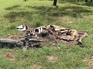 Peternak Temukan Puluhan Sapi Mereka Mati oleh Makhluk Asing