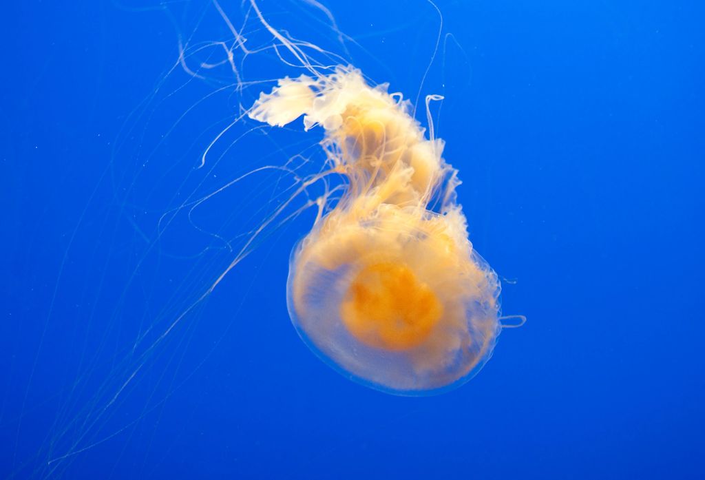 Ubur-ubur Kuning Telur (Phacellophora camtschatica). Ubur-ubur Kuning Telur (Phacellophora camtschatica). (Getty Images)