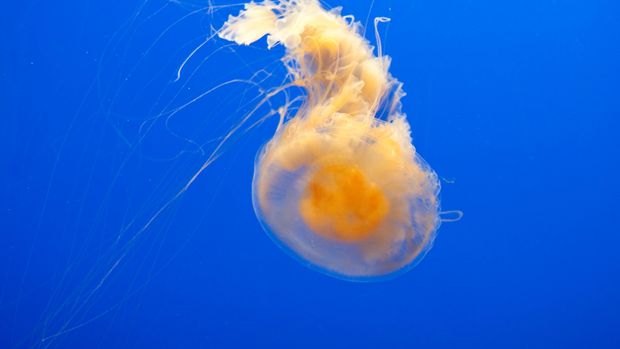 Ubur-ubur Kuning Telur (Phacellophora camtschatica). (Getty Images)