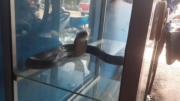 Ular kobra 2,5 meter yang nyaris serang balita di Mamuju, Sulbar.
