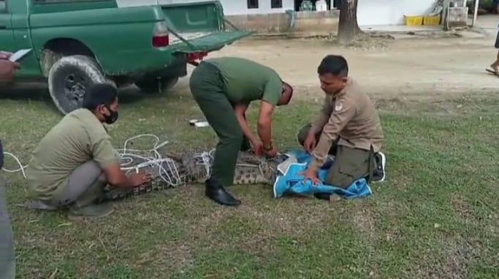 Evakuasi buaya di Pandeglang (dok. Istimewa)
