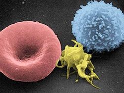 Foto Menakjubkan Terlihat Melalui Mikroskop