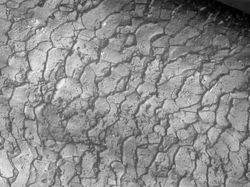 Foto Menakjubkan Terlihat Melalui Mikroskop