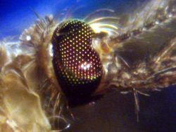 Foto Menakjubkan Terlihat Melalui Mikroskop