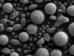 Foto Menakjubkan Terlihat Melalui Mikroskop