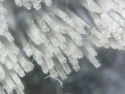 Foto Menakjubkan Terlihat Melalui Mikroskop