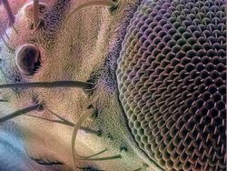 Foto Menakjubkan Terlihat Melalui Mikroskop