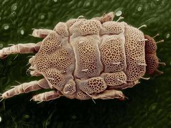 Foto Menakjubkan Terlihat Melalui Mikroskop