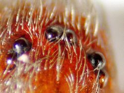 Foto Menakjubkan Terlihat Melalui Mikroskop