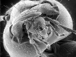 Foto Menakjubkan Terlihat Melalui Mikroskop