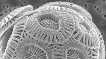 Foto kapur. Foto: Ranker