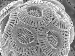 Foto Menakjubkan Terlihat Melalui Mikroskop