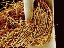 Foto Menakjubkan Terlihat Melalui Mikroskop