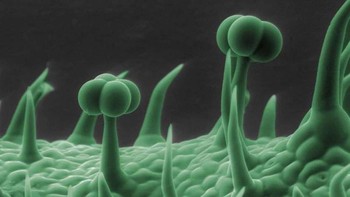 Foto penampakan daun di mikroskop. Foto: Ranker