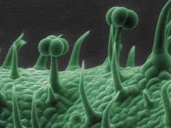 Foto Menakjubkan Terlihat Melalui Mikroskop